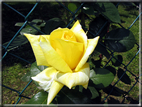 foto Rose